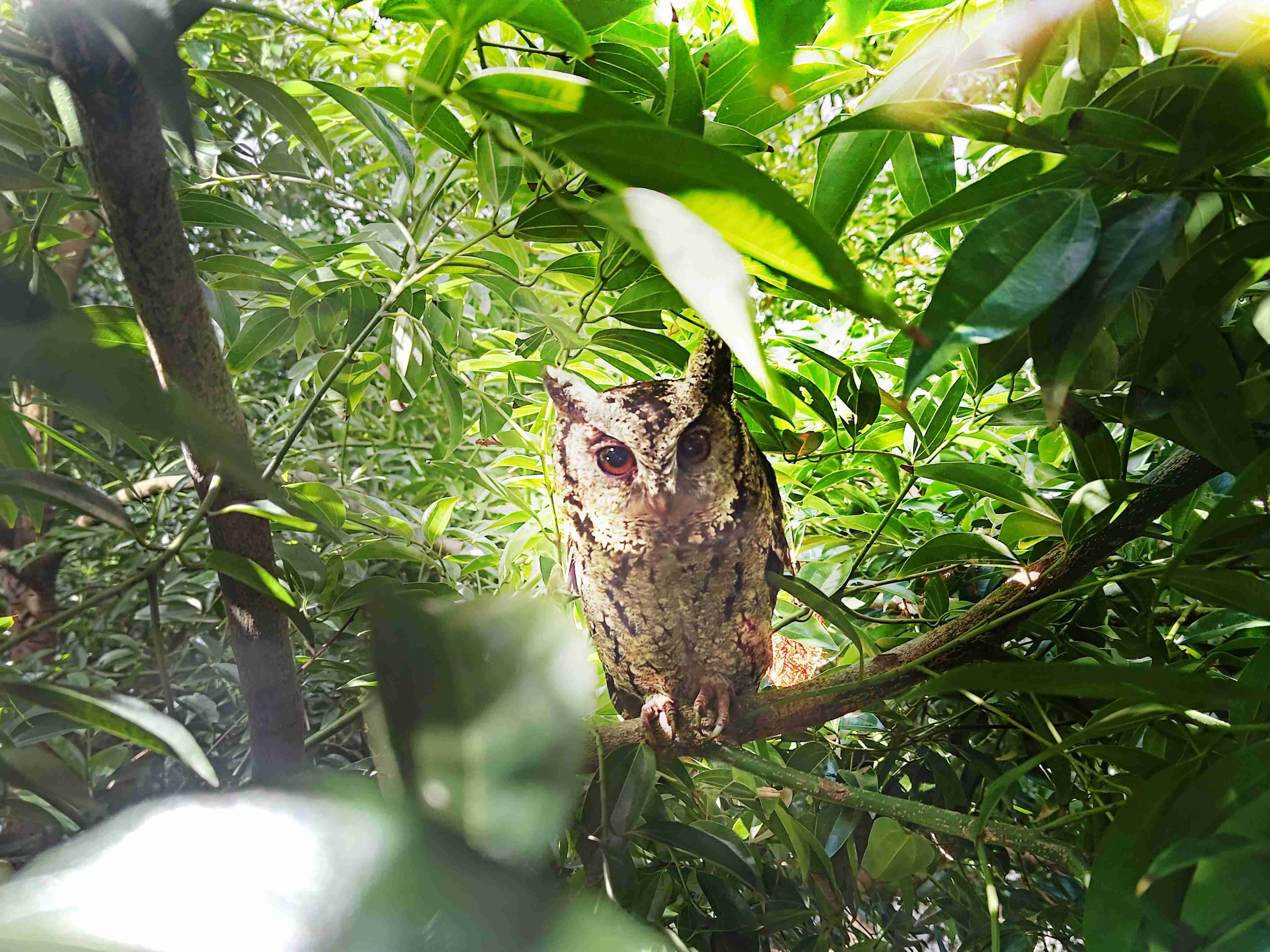 口袋牛店致力提倡净零绿生活，，16年以来在全球各厂区植树逾百万棵，，，造就各厂区树木蔚然成林，，，，犹如森林工厂，，成为许多生物的栖息地